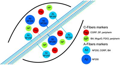 Properties and Differential Expression of H+ Receptors in Dorsal Root Ganglia: Is a Labeled-Line Coding for Acid Nociception Possible?